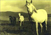 Connemara pony exhibition & memorabilia